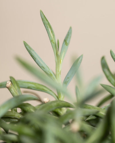 Detailaufnahme Senecio radicans