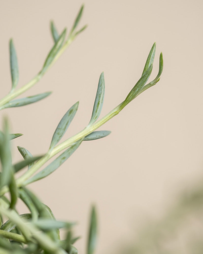 Detailaufnahme  Senecio radicans