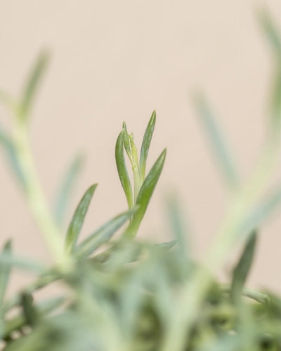 Detailaufnahme  Senecio radicans