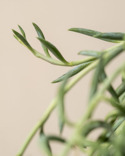 Detailaufnahme  Senecio radicans