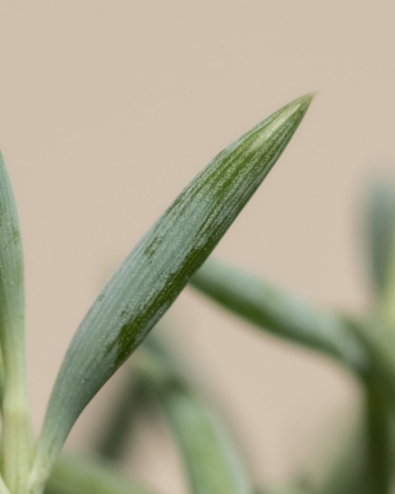 Detailaufnahme Senecio radicans