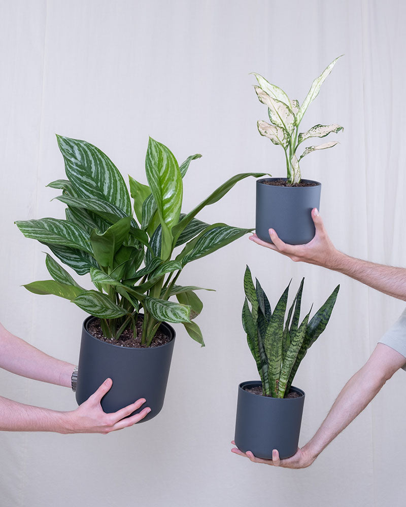 Top 10 Zimmerpflanzen, die warme Räume und trockene Luft vertragen [Liste 2022] feey GmbH