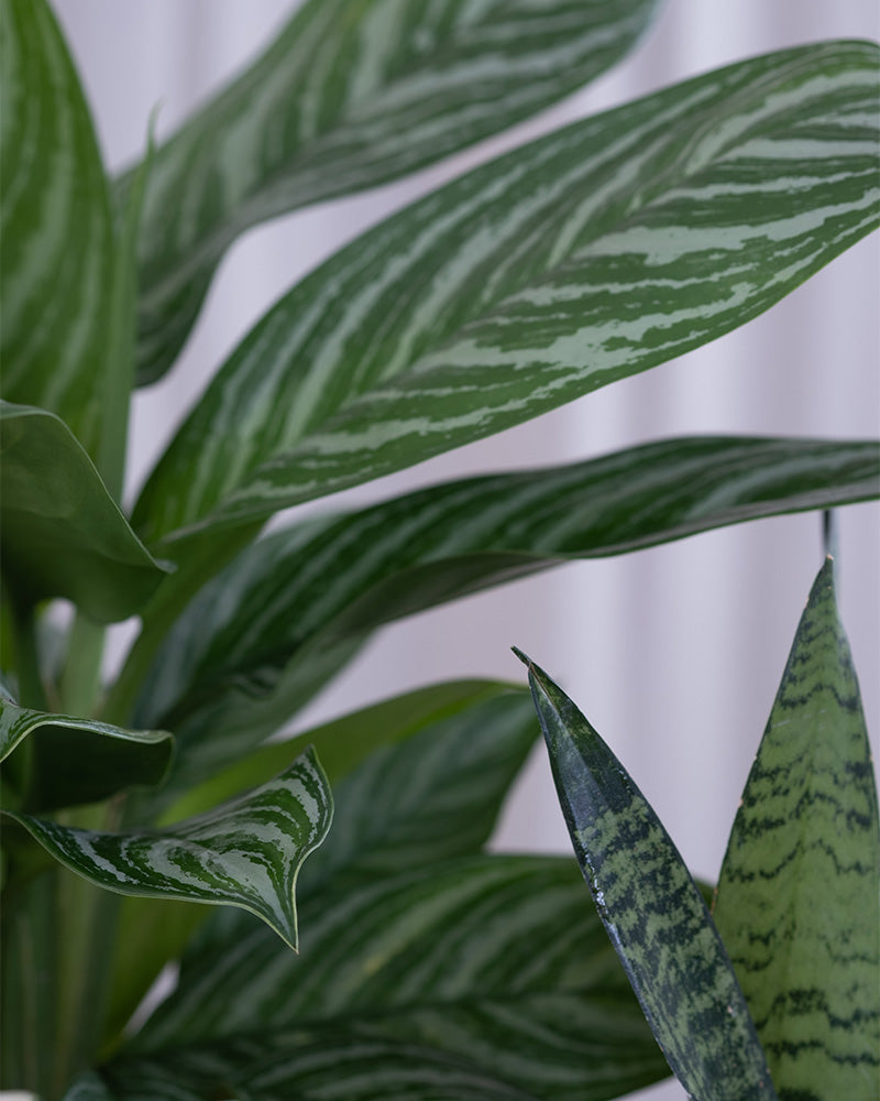 Detailaufnahme der Pflanzen aus dem Set für wenig Licht
