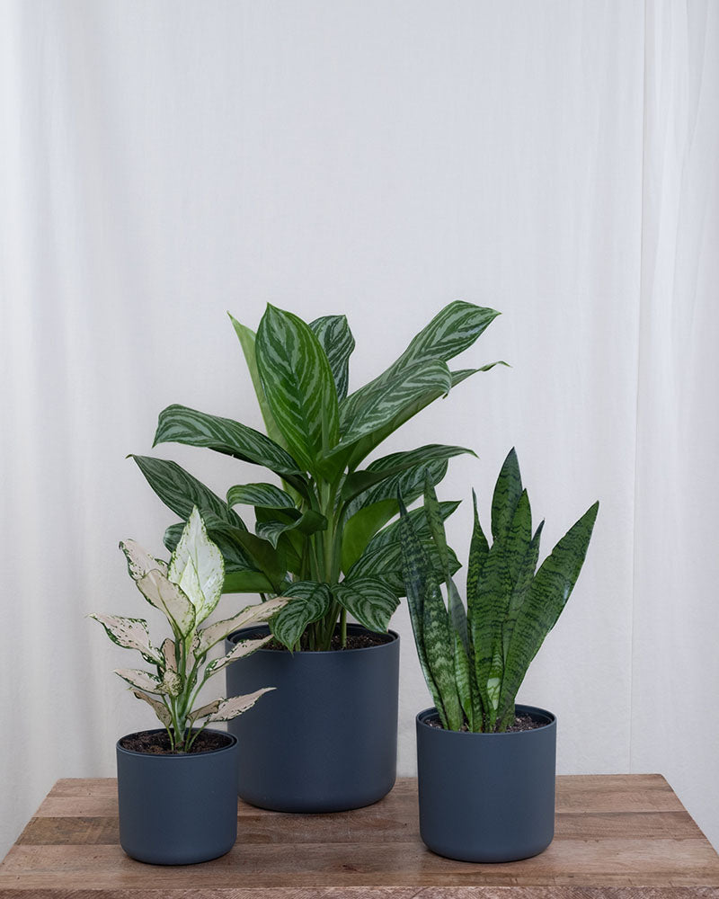 Pflanzen-Set für wenig Licht in anthrazit Kunststoff Töpfen vor beigem Hintergrund
