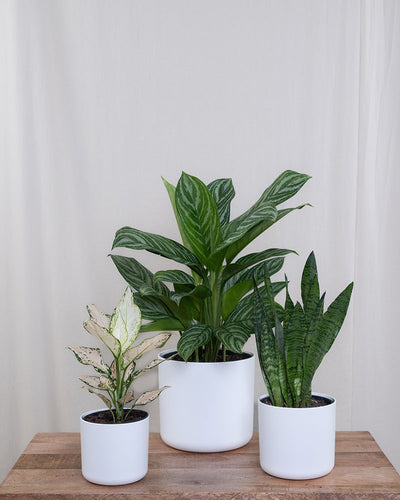 Pflanzen-Set für wenig Licht in weissen Kunststoff Töpfen vor beigem Hintergrund