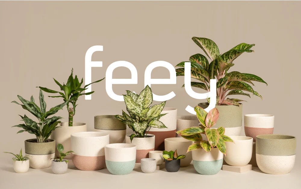 Pflanzen als Geschenk zum Valentinstag feey 💚 feey GmbH