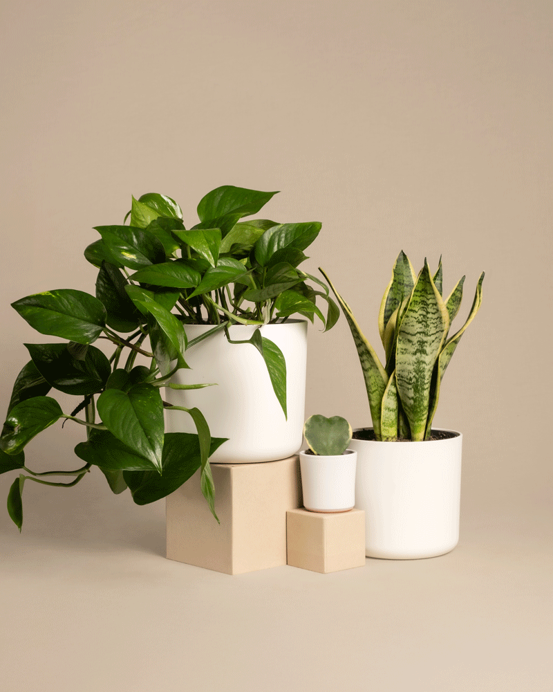 Drei Zimmerpflanzen im Starter-Set sorgen für eine ruhige Atmosphäre: ein großer Herzblatt-Philodendron in einem weißen Topf links, eine Sansevieria in einem weißen Topf rechts und eine kleine, pflegeleichte Sukkulente in der Mitte beiger Blöcke – ideal für jede Umgebung.