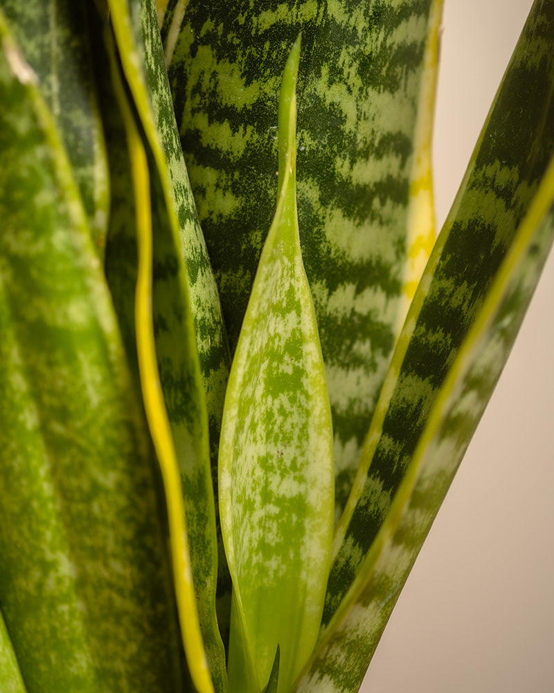 Eine Nahaufnahme einer Sansevieria, die sich perfekt für ein pflegeleichtes Starter-Set eignet, zeigt lebendige grüne Blätter mit bunten hellgrünen und gelben Streifen. Die Blätter sehen gesund aus, in der Mitte entfaltet sich ein neues Blatt.