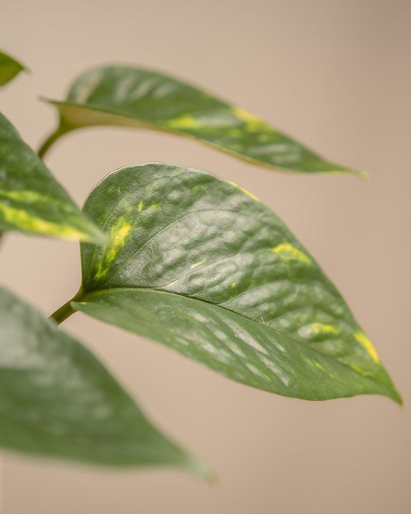 Nahaufnahme von grünen Pothos-Blättern mit hellgelber Panaschierung, perfekt für jedes Starter-Set. Ihre glänzenden, herzförmigen Blätter heben sich von einem neutralen beigen Hintergrund ab und machen sie zur idealen Wahl für alle, die pflegeleichtes Grün suchen.