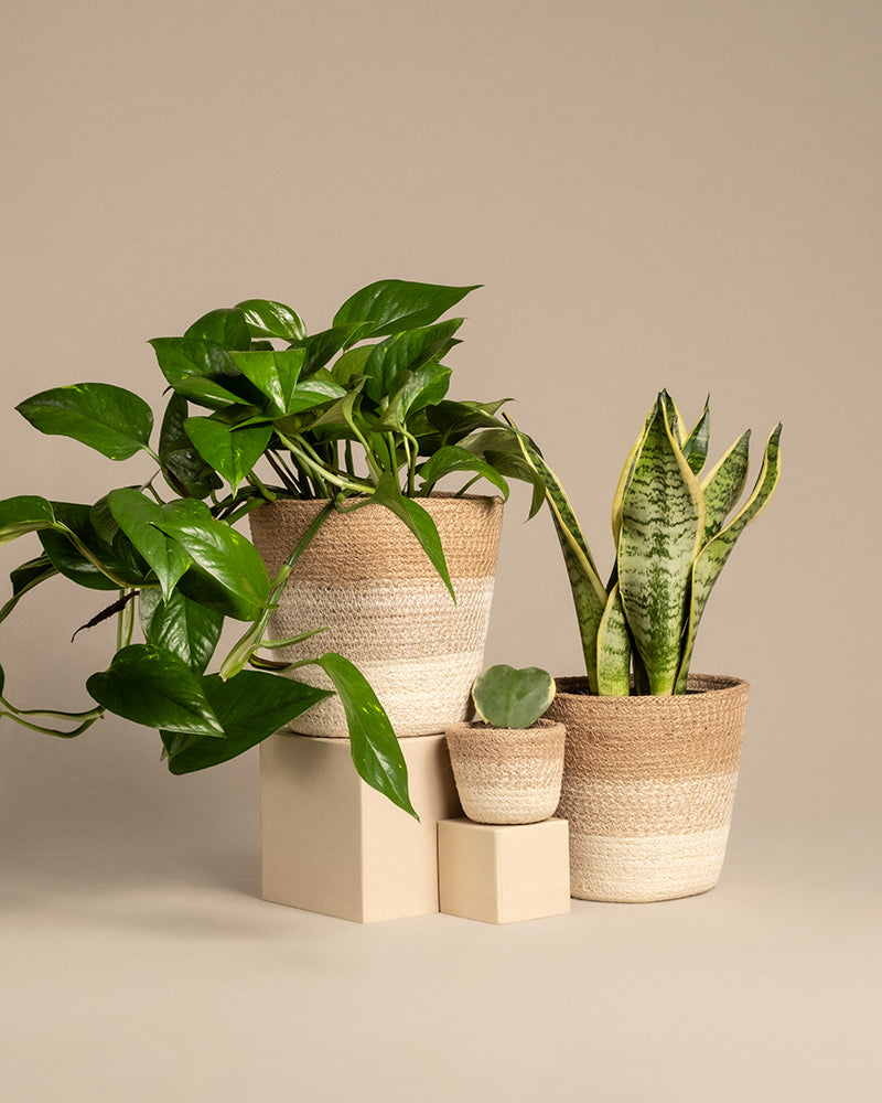 Das pflegeleicht Starter-Set umfasst drei Zimmerpflanzen in Töpfen auf beigen Podesten vor einem neutralen Hintergrund: eine Efeutute mit herabhängenden Ranken, eine Sansevieria mit hohen bunten Blättern und eine kleine Sukkulente in geflochtenen Töpfen in Natur- und Weißtönen.
