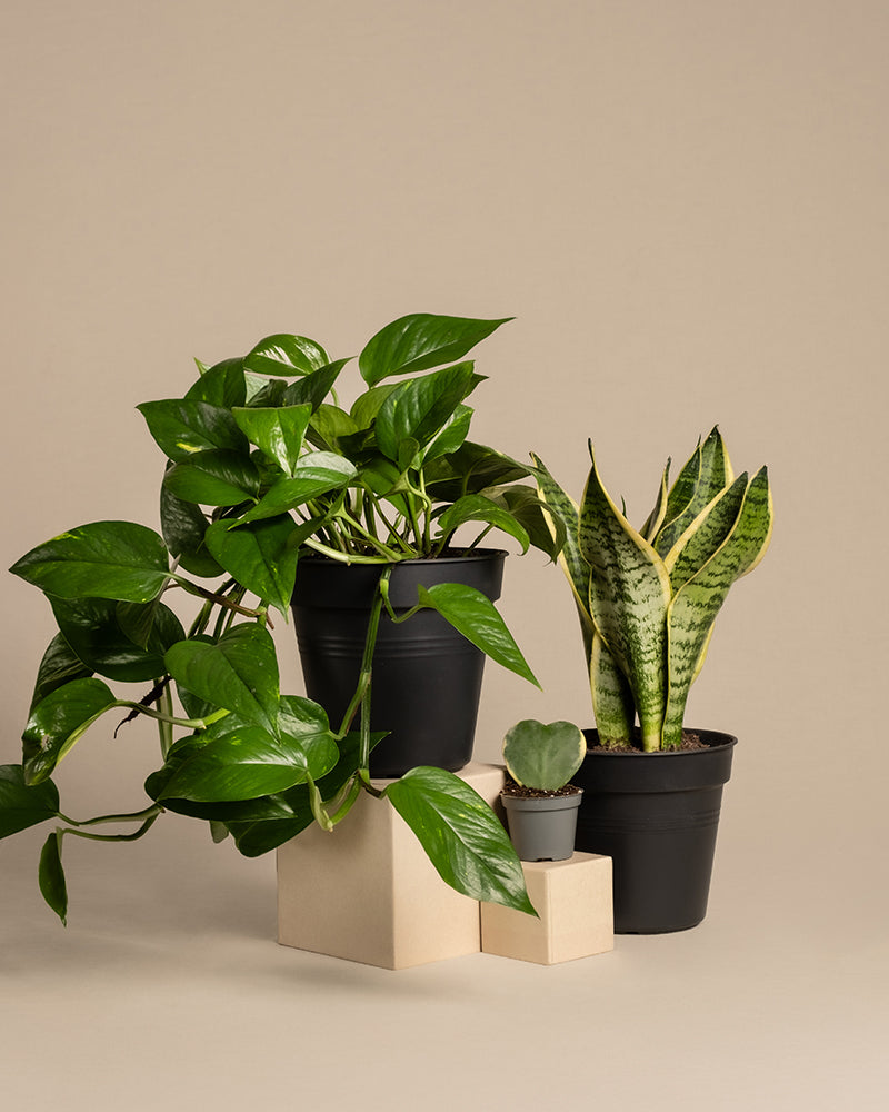 Das Starter-Set umfasst drei Zimmerpflanzen in Töpfen auf beigen Blöcken: eine üppige, pflegeleichte Efeutute mit herabhängenden grünen Blättern, eine große Sansevieria mit bunten Blättern und eine kleine Sukkulente in einem grauen Topf, alle vor einem sanften beigen Hintergrund.