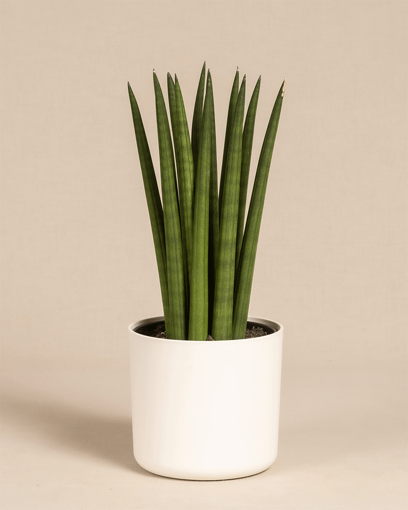 Die Straight, eine Art Sansevieria cylindrica, zeichnet sich durch hohe, aufrechte, zylindrische grüne Blätter in einem einfachen weißen Topf vor einem schlichten beigen Hintergrund aus.