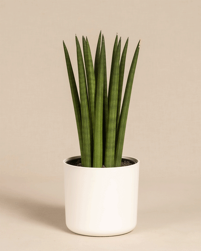 Die Straight, eine Art Sansevieria cylindrica, zeichnet sich durch hohe, aufrechte, zylindrische grüne Blätter in einem einfachen weißen Topf vor einem schlichten beigen Hintergrund aus.