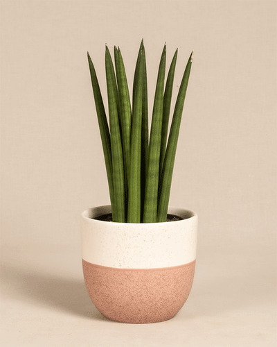 Eine „gerade“ Sansevieria mit hohen, aufrecht stehenden grünen Blättern in einem weiß-rosa Keramiktopf vor einem schlichten beigen Hintergrund.