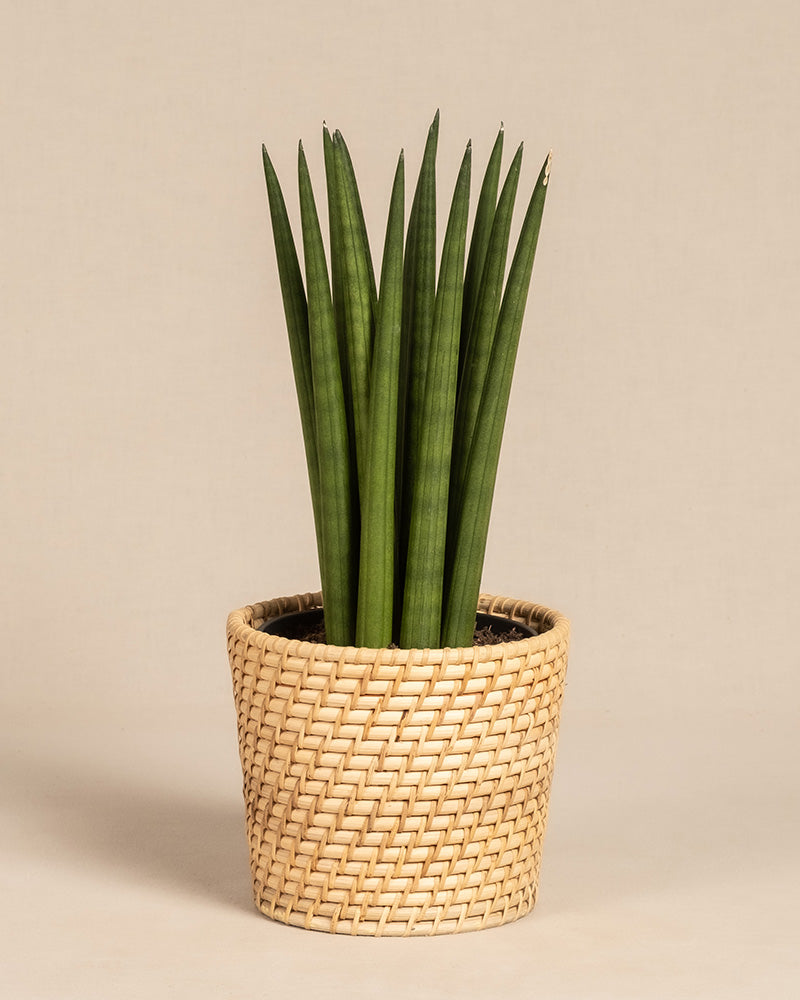 „Straight“ ist eine große Sansevieria cylindrica, auch Bogenhanf genannt, mit aufrecht stehenden, zylindrischen Blättern in einem beigen geflochtenen Korbpflanzgefäß vor einem schlichten hellen Hintergrund.