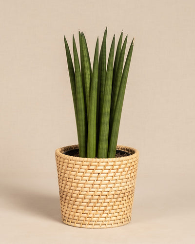 „Straight“ ist eine große Sansevieria cylindrica, auch Bogenhanf genannt, mit aufrecht stehenden, zylindrischen Blättern in einem beigen geflochtenen Korbpflanzgefäß vor einem schlichten hellen Hintergrund.
