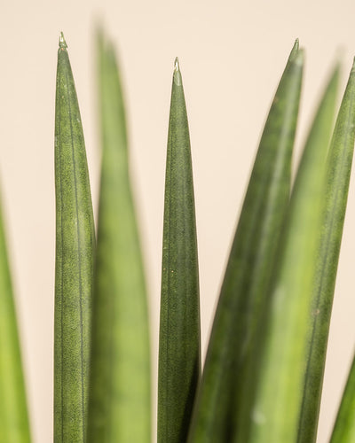 Nahaufnahme der aufrecht stehenden grünen Blätter der Sansevieria cylindrica vor beigem Hintergrund. Die hohen Blätter der Schwiegermutterzunge weisen subtile Variationen in Farbton und Textur auf.