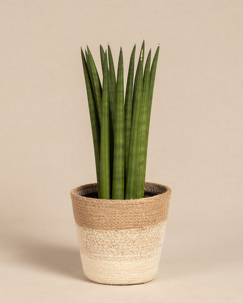 Die „Straight“ ist eine große, aufrechte Sansevieria mit langen, schlanken grünen Blättern, die in einem geflochtenen, beige- und hellbraunen Topf im Korbstil vor einem schlichten hellen Hintergrund präsentiert wird.