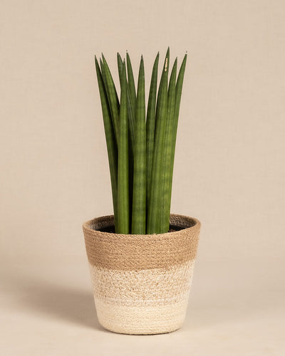Die „Straight“ ist eine große, aufrechte Sansevieria mit langen, schlanken grünen Blättern, die in einem geflochtenen, beige- und hellbraunen Topf im Korbstil vor einem schlichten hellen Hintergrund präsentiert wird.