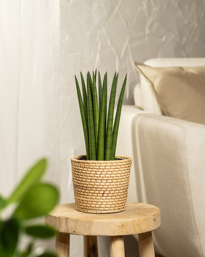 Die Pflanze „Straight“ in einem geflochtenen Korbgefäß steht auf einem Holzhocker im Wohnzimmer, dahinter ein weißes Sofa mit beigen Kissen. Im Vordergrund ist eine grüne Blattpflanze sanft verschwommen.