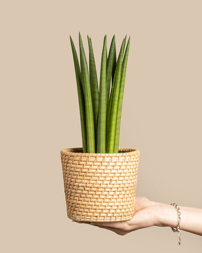 Eine Hand hält den geraden geflochtenen Korbpflanzer mit hohen, aufrecht stehenden grünen Blättern der Sansevieria cylindrica (Bogenhanf) vor einem schlichten beigen Hintergrund.