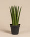 Eine große, zylindrische grüne Sansevieria cylindrica „Straight“ mit aufrechten Blättern steht in einem schwarzen Plastiktopf vor einem schlichten beigen Hintergrund.