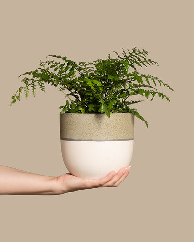 Eine kleine, leuchtend grüne Streifenfarnpflanze in einem strukturierten, zweifarbigen Keramiktopf mit einem Farbschema aus Beige und erdigem Grün, die vor einem schlichten, hellbraunen Hintergrund in der Hand einer Person gehalten wird.