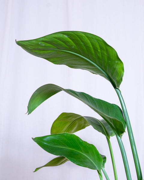 Nahaufnahme von fünf Blättern der Strelitzia nicolai