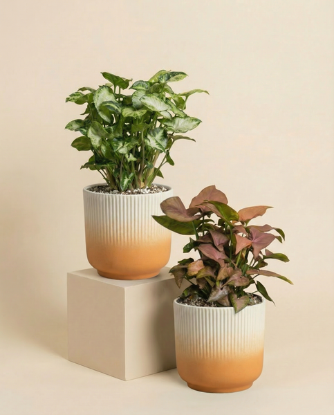 Schweizer Syngonium-Duo