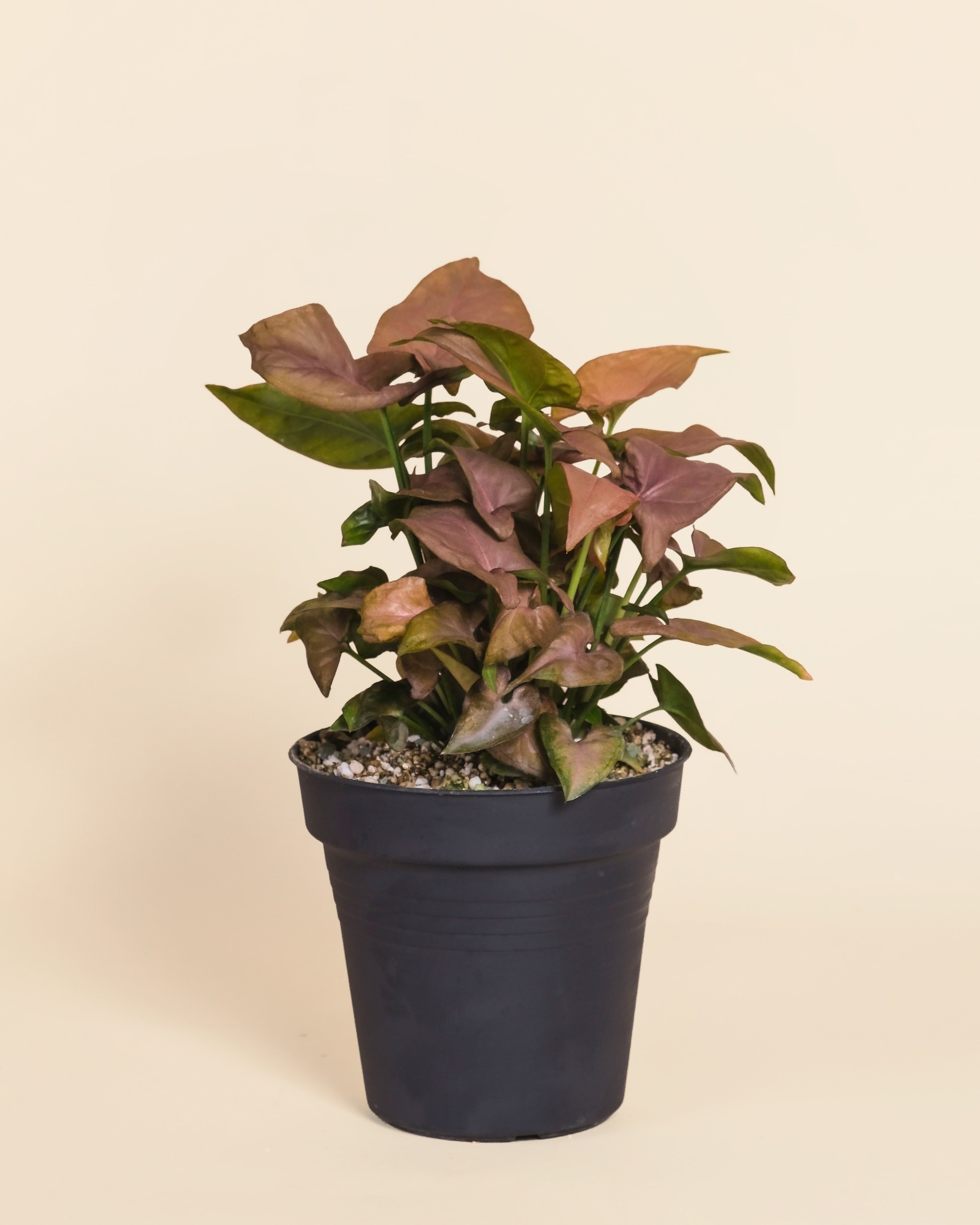 Eine getopfte Syngonium 'Neon' - feey mit leuchtend rosa-grünen Blättern sitzt in einem einfachen schwarzen Topf vor einem schlichten beigen Hintergrund.
