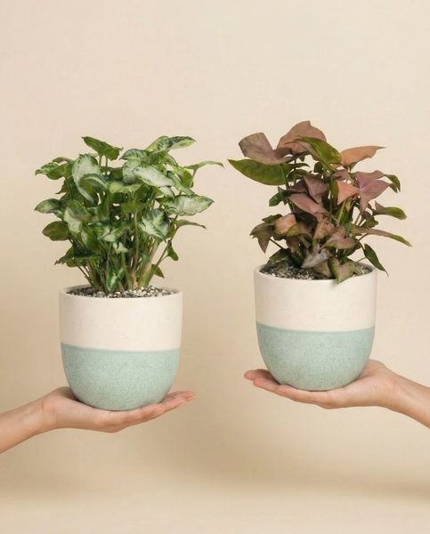 Schweizer Syngonium-Duo