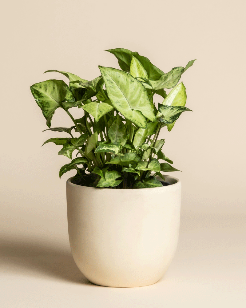 Eine üppige Syngonium 'Pixie' - Fee mit spitzen Blättern wächst in einem runden, cremefarbenen Keramiktopf vor einem schlichten beigen Hintergrund.