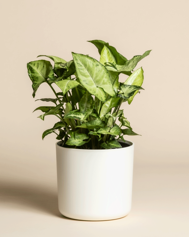 Ein lebhaftes Syngonium 'Pixie' - eine Fee mit pfeilförmigen Blättern in einem einfachen weißen Topf, der vor einem schlichten beigen Hintergrund steht.