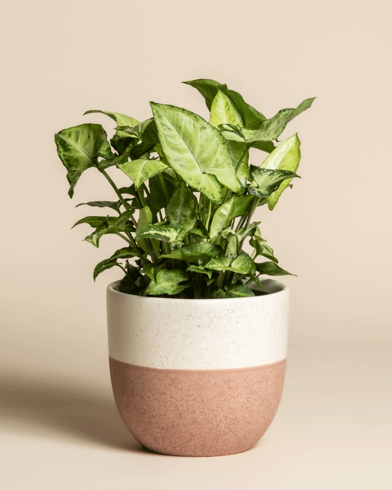 Die Syngonium 'Pixie' - feey ist eine grüne, belaubte Zimmerpflanze mit spitzen Blättern in einem zweifarbigen Keramiktopf - oben weiß und unten zartrosa - vor einem schlichten beigen Hintergrund.