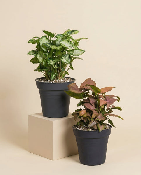 Schweizer Syngonium-Duo