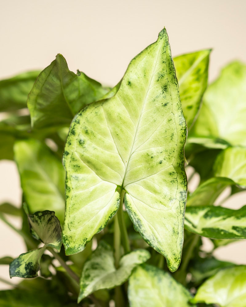 Nahaufnahme einer Syngonium 'Pixie' - feey, einer beliebten Hängepflanze mit großen pfeilförmigen Blättern mit hellgrüner Mitte und dunkleren grünen Rändern vor einem neutralen Hintergrund.