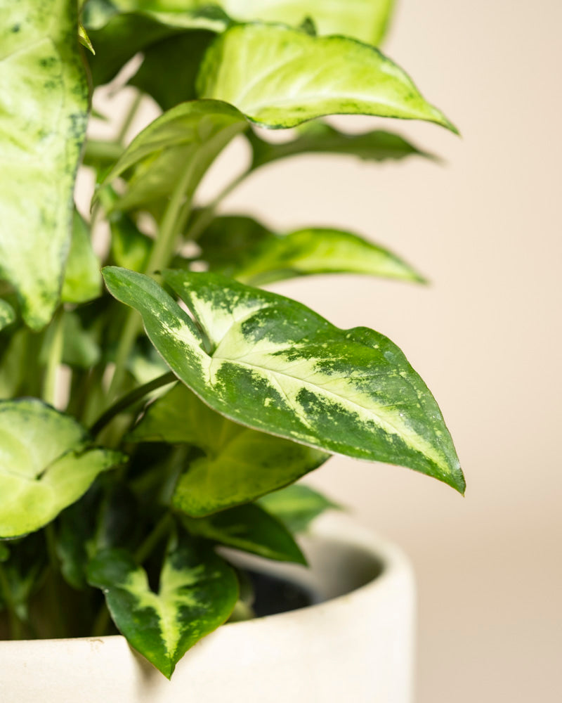 Nahaufnahme einer Syngonium 'Pixie' - feey, die ihre grünen Blätter mit hellgrüner und weißer Panaschierung vor einem einfarbig beigen Hintergrund hervorhebt.