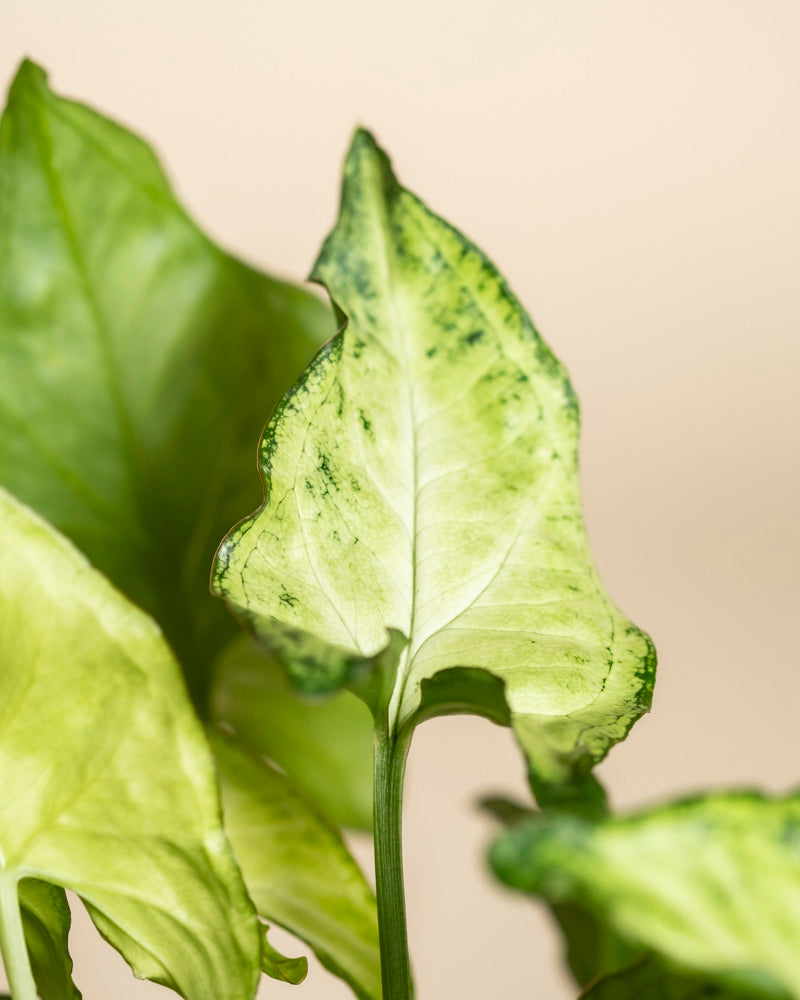 Eine Nahaufnahme des Hellgrünen Duos aus der Schweiz, bei der die bunten grünen und hellgelben Blätter mit dunkleren Sprenkeln vor einem zartbeigen Hintergrund besonders gut zur Geltung kommen - ideal für Fans außergewöhnlicher Zimmerpflanzen.