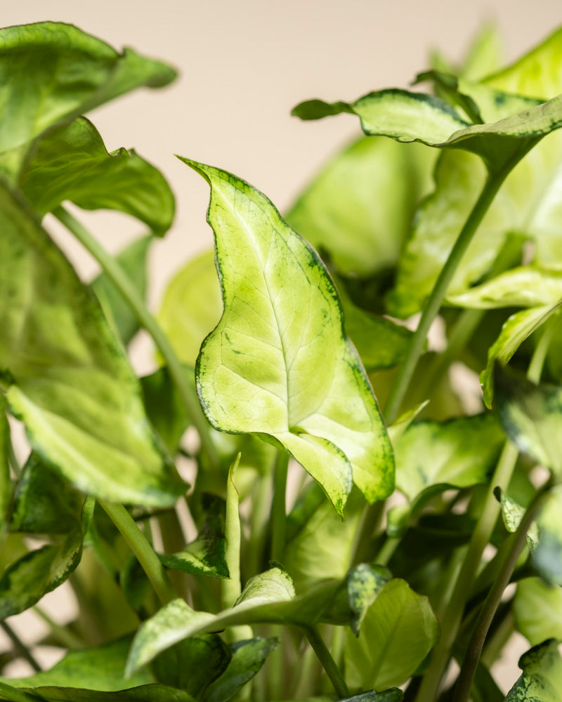 Nahaufnahme der üppigen, pfeilförmigen Blätter mit dunkelgrünen Rändern des 