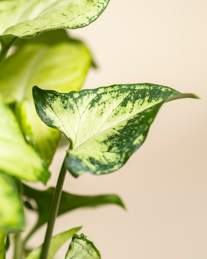 Nahaufnahme eines herzförmigen, grün-gelb panaschierten Syngonium 'Pixie' - Feenblattes dieser bezaubernden Zimmerpflanze vor einem zartbeigen Hintergrund.
