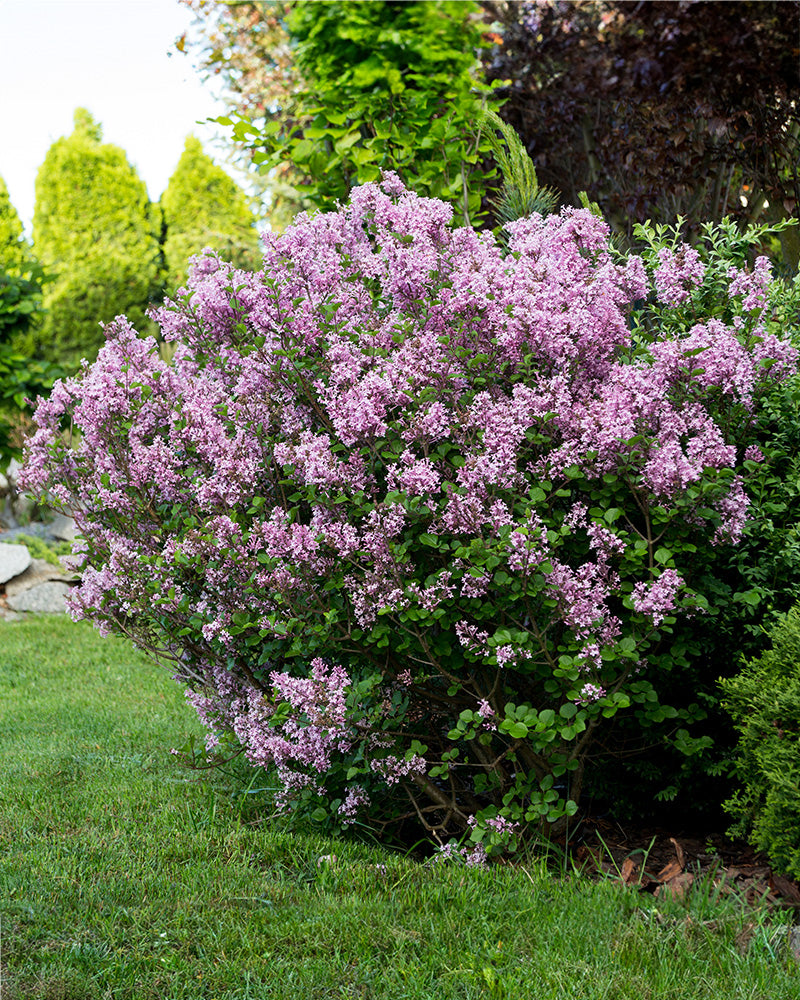Ein üppiger Fliederbusch, bekannt als Syringa patula, in voller Blüte mit Büscheln kleiner, leuchtend rosa Flieder 'Miss Kim' steht in einem gepflegten Garten. Das umgebende Grün und die Bäume bilden an einem hellen Tag eine ruhige und natürliche Kulisse.