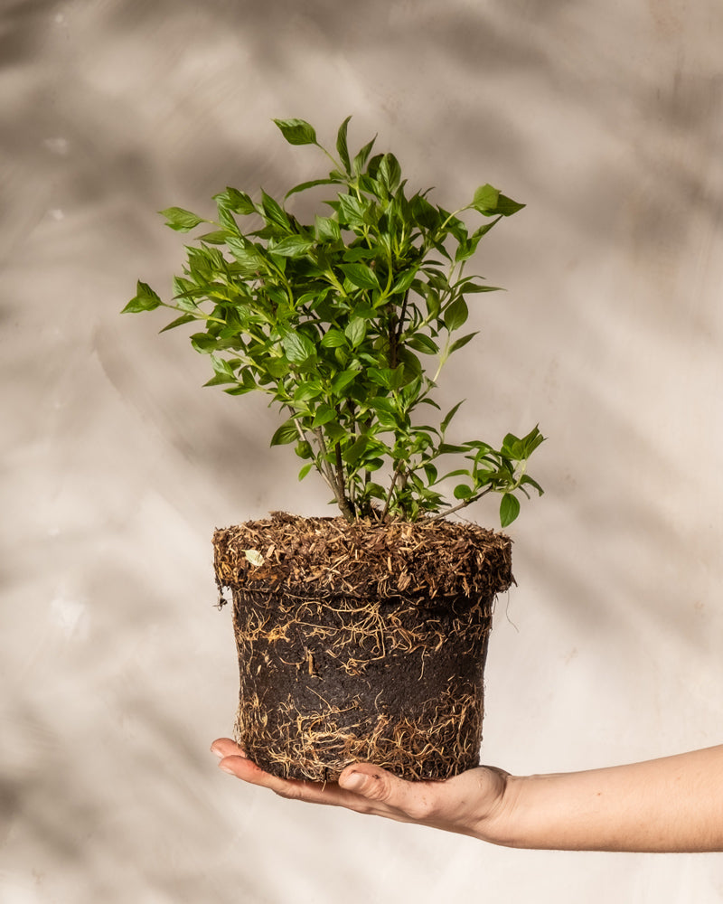 Eine Person hält eine Syringa patula 'Miss Kim' mit freiliegenden Wurzeln in einer Hand. Die Pflanze hat zahlreiche grüne Blätter und steht vor einem neutralen Hintergrund, der weiche Schatten wirft. Das Bild betont das Wurzelsystem und das gesunde Laub der Flieder 'Miss Kim' und zeigt ihr Potenzial für leuchtende Blüten.