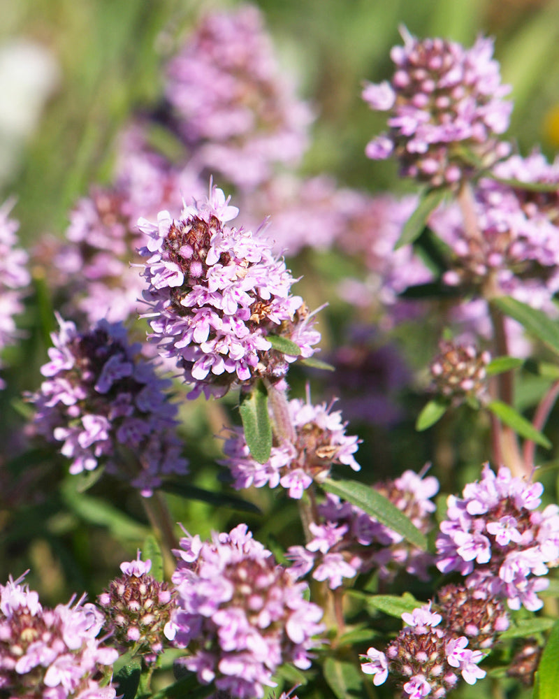 Nahaufnahme der leuchtend violetten Blüten des Kräuter-Trios in voller Blüte, mit winzigen Blütenblättern und grünen Blättern, aufgenommen im hellen Sonnenlicht. Die Blütenbüschel bilden vor einem unscharfen Hintergrund ein üppiges, farbenfrohes Bild und heben die natürliche Schönheit der Pflanze hervor.