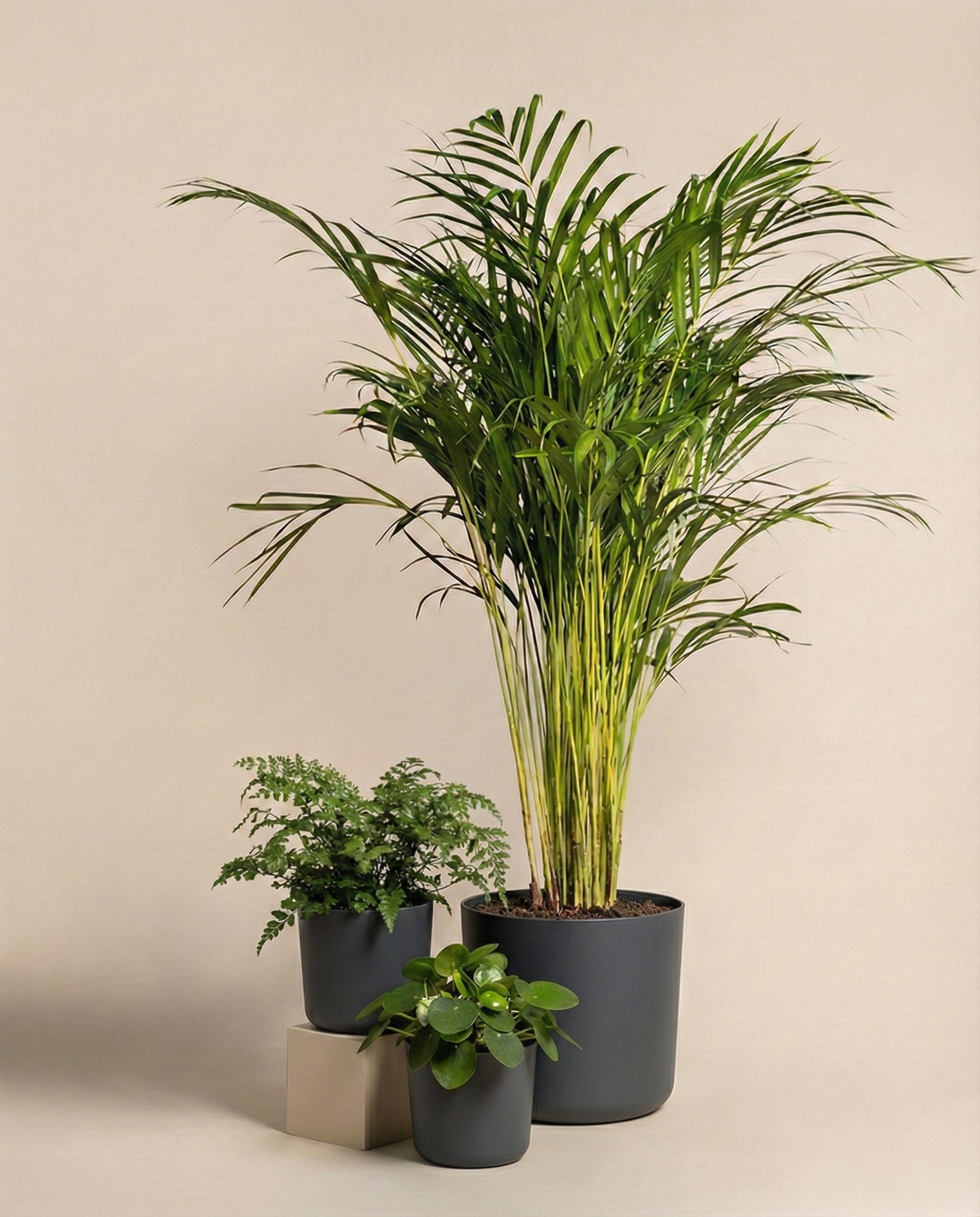 Tierfreundliches Pflanzen-Set