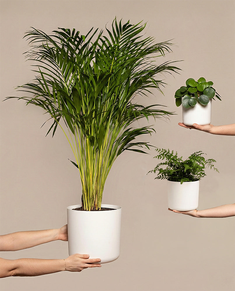 Tierfreundliches Pflanzen-Set