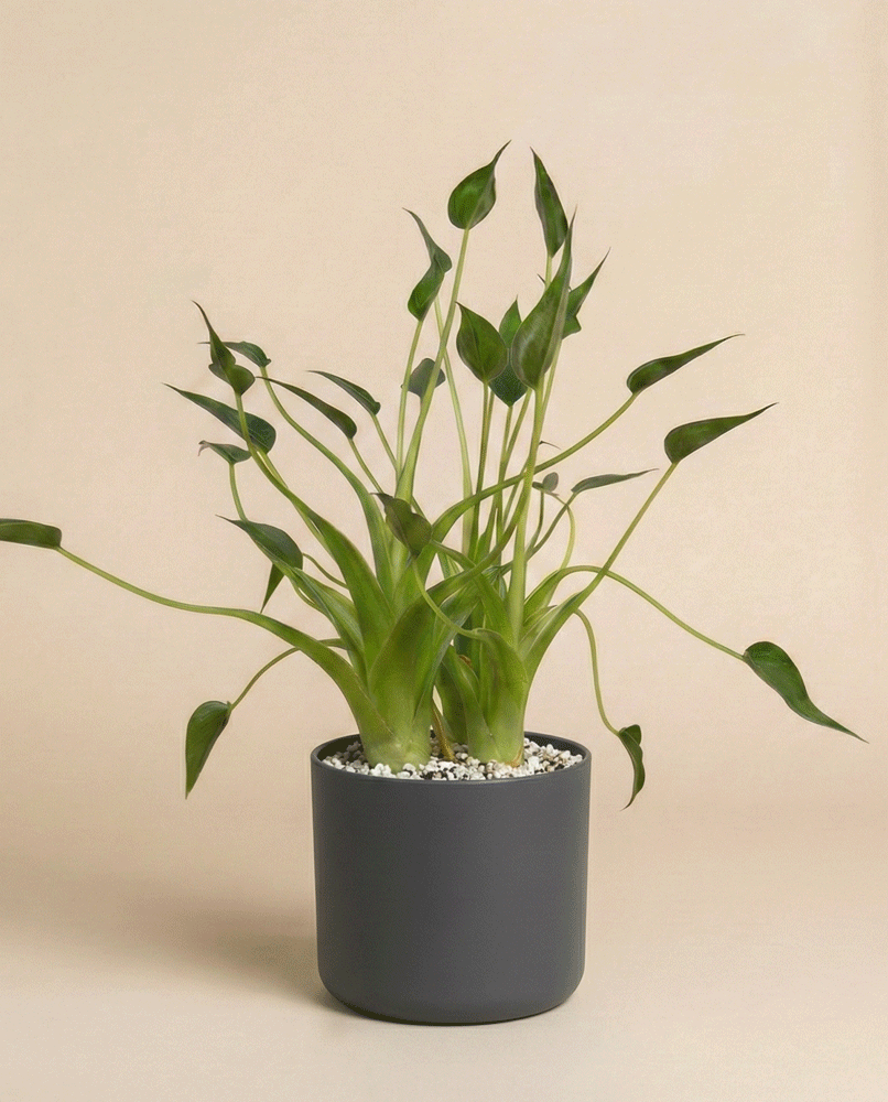 Eine Alocasia 'Tiny Dancer' von byey mit langen, spitzen, grünen Blättern in einem matten, dunkelgrauen Topf vor einem schlichten, hellbeigen Hintergrund.