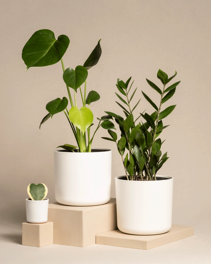 Das Trio Infernale besteht aus drei Topfpflanzen auf beigen Sockeln: links eine kleine Hoya kerrii mit herzförmigen Blättern, in der Mitte eine mittelgroße Monstera deliciosa mit großen Blättern und rechts eine hohe Pflanze mit schmalen Blättern. Jeder Topf ist weiß.