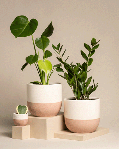 Das Trio Infernale präsentiert drei Topfpflanzen auf beigen Blöcken, darunter eine üppige Monstera deliciosa. Jeder Topf hat eine weiße obere und eine braune untere Hälfte, angeordnet vom Kleinsten zum Größten. Grüne Blätter ragen anmutig aus jedem Topf.