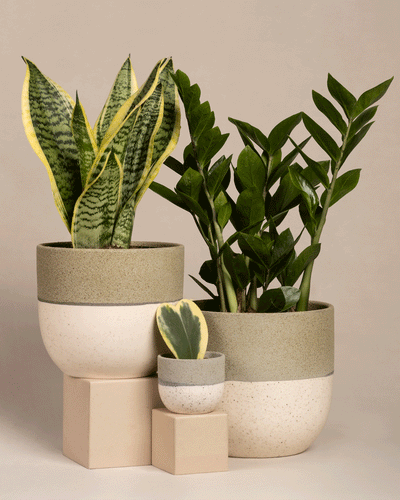 Das Set „Trio für den farblosen Daumen“ besteht links aus einer Schwiegermutterzunge, rechts aus einer Glücksfeder und vorne aus einer kleinen bunten Pflanze. Sie stehen auf beigen Blöcken vor einem neutralen Hintergrund, und die Töpfe verschmelzen nahtlos Beige- und strukturierte Grüntöne.