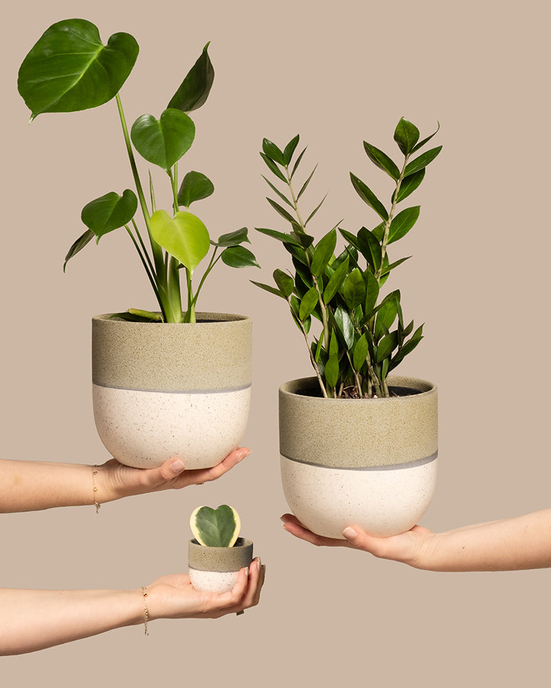 Drei Hände halten verschiedene Topfpflanzen aus der Trio Infernale Kollektion vor einem beigen Hintergrund: eine hohe Monstera deliciosa mit großen grünen Blättern, eine Pflanze mit glänzenden Blättern und eine kleine Hoya kerrii mit herzförmigem Laub. Die Töpfe zeichnen sich durch ein schlichtes, zweifarbiges Design aus.